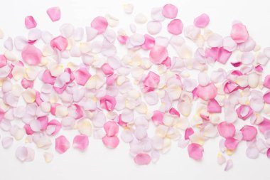 Beyaz arka planda pembe gül yaprakları. Düz yatış, üst görünüm