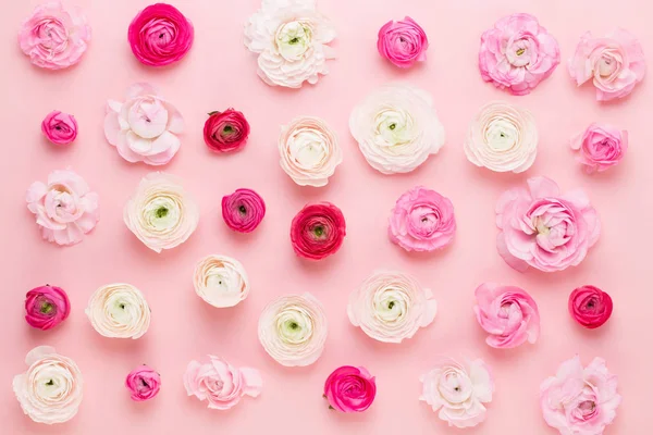 Güzel renkli tipik çiçekler pembe bir arka plan üzerinde. Spri