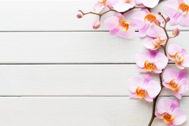 Orkide çiçek ahşap pastel arka plan üzerinde. Spa ve sağlıklı yaşam 