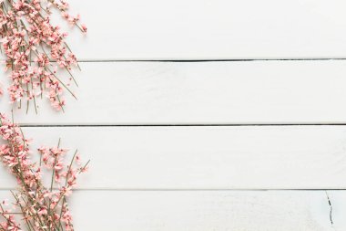 Bahar tebrik kartı, mercan rengi çiçekler üzerinde pastel b yaşayan