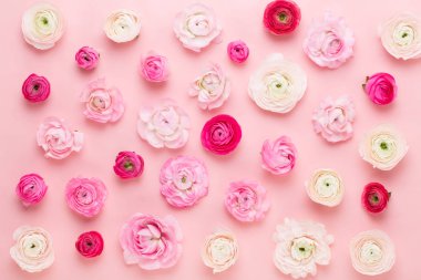 Güzel renkli tipik çiçekler pembe bir arka plan üzerinde. Spri