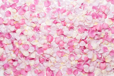 Beyaz arka planda pembe gül yaprakları. Düz yatış, üst görünüm