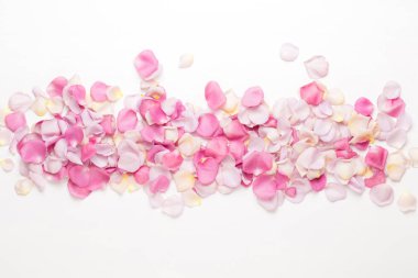 Beyaz arka planda pembe gül yaprakları. Düz yatış, üst görünüm