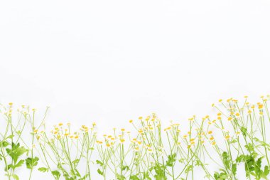 Papatya aromaterapi Tema, el yapımı kozmetik. metin için yer