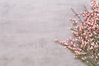 Bahar tebrik kartı, mercan rengi çiçekler üzerinde pastel b yaşayan