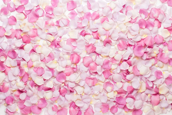 Beyaz arka planda pembe gül yaprakları. Düz yatış, üst görünüm