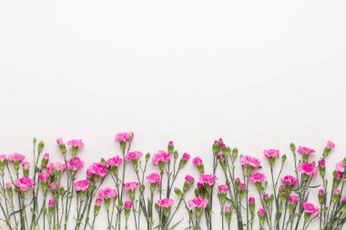 Beyaz arka plan üzerinde pembe karanfil çiçek. Düz yatıyordu, en iyi görünümü, 