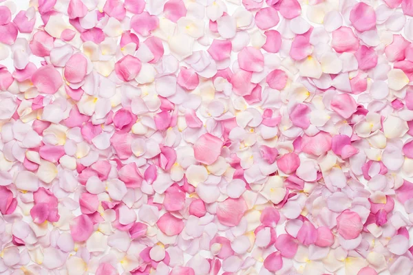 Rózsaszín rózsa virágok szirmok fehér háttérrel. Lapos fekvésű, felülnézet — Stock Fotó