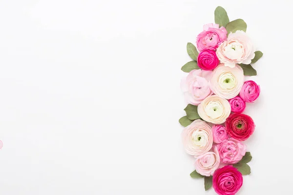 Beautiful colored ranunculus flowers on a white background. Spri — Stock Photo, Image