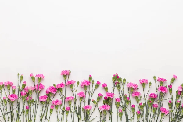 Beyaz arka plan üzerinde pembe karanfil çiçek. Düz yatıyordu, en iyi görünümü, 