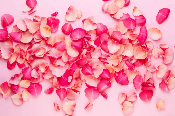Dia dos Namorados. Rosa flores pétalas no fundo branco. Valente — Fotografia de Stock