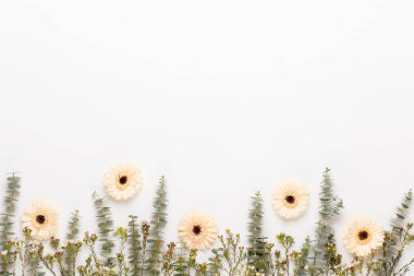 Bahar tebrik kartı, pastel renkli beyaz Gerbera çiçekleri. 