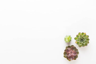 Bio bitkisel yeşil kozmetik düzenleme, deniz tuzu ve el yapımı çünkü