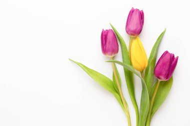 Beyaz arka planda bahar pembe laleleri. 