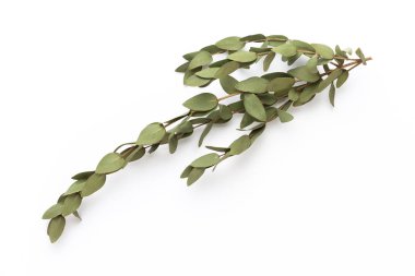 Beyaz arka planda kurumuş çiçekler. Düz yatış, üst görünüm.