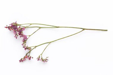 Beyaz arka planda kurumuş çiçekler. Düz yatış, üst görünüm.