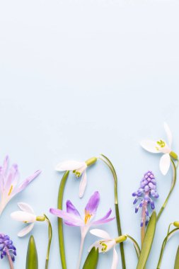 Taze kardelen metin için yer ile mavi arka plan üzerinde. Bahar g