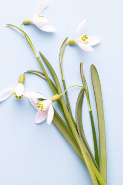 Metin için taze çiçekler kardelen mavi zemin üzerine yerleştirin. 