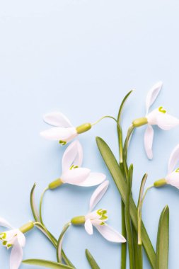 Metin için taze çiçekler kardelen mavi zemin üzerine yerleştirin. 