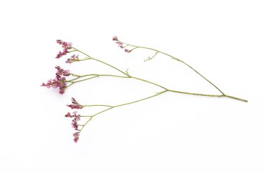 Beyaz arka planda kurumuş çiçekler. Düz yatış, üst görünüm.