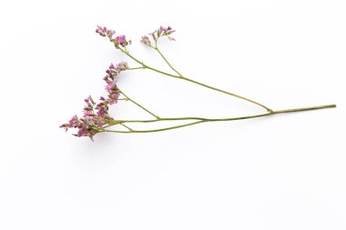 Beyaz arka planda kurumuş çiçekler. Düz yatış, üst görünüm.