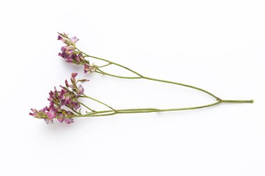 Beyaz arka planda kurumuş çiçekler. Düz yatış, üst görünüm.