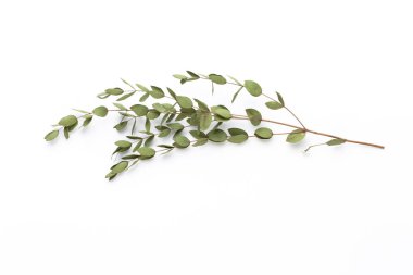 Beyaz arka planda kurumuş çiçekler. Düz yatış, üst görünüm.