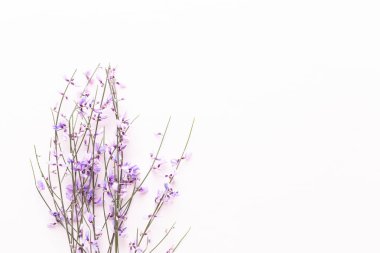 Çiçek kompozisyon. Pembe çiçekler pembe bir arka plan üzerinde. Paskalya, sp