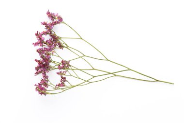 Beyaz arka planda kurumuş çiçekler. Düz yatış, üst görünüm.