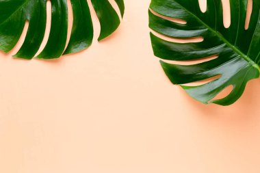 Tropikal orman üzerinde düz yüzeye peac yaprak, Monstera,