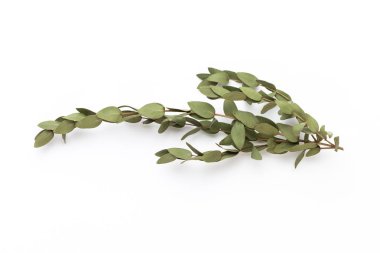 Beyaz arka planda kurumuş çiçekler. Düz yatış, üst görünüm.