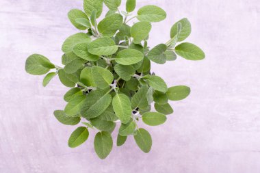 Beyaz arka plan üzerinde izole Ada çayı ot. Üstten Görünüm. Düz pat yatıyordu