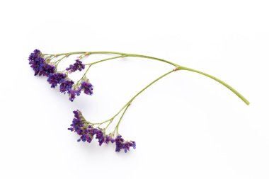 Beyaz arka planda kurumuş çiçekler. Düz yatış, üst görünüm.