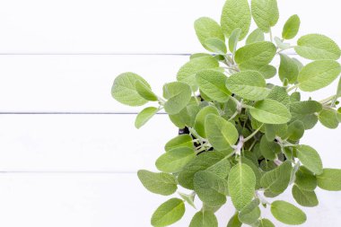 Beyaz arka plan üzerinde izole Ada çayı ot. Üstten Görünüm. Düz pat yatıyordu