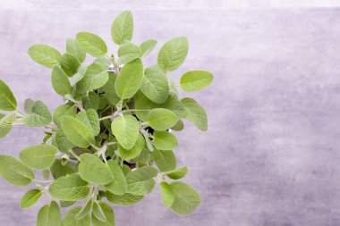 Beyaz arka plan üzerinde izole Ada çayı ot. Üstten Görünüm. Düz pat yatıyordu