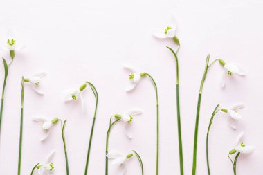 Pembe arka planda taze kar damlaları ve mesaj için yer. Bahar g