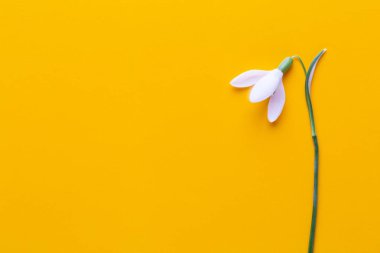 Metin için yer Sarı zemin üzerine taze kardelen. Bahar