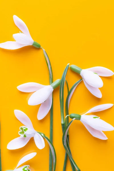 Fresh flowers snowdrops on yellow background with place for text