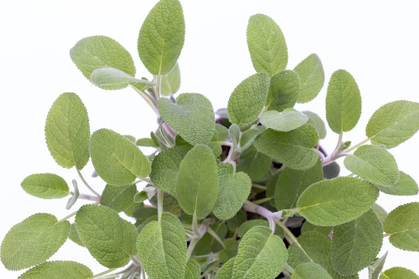 Hierba salvia aislada sobre fondo blanco. Vista superior. piso laico palmadita —  Fotos de Stock