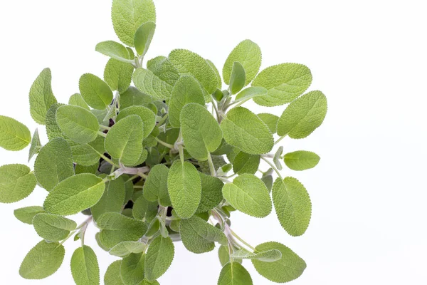 Salvia herbe isolée sur fond blanc. Vue de dessus. Tapis plat — Photo