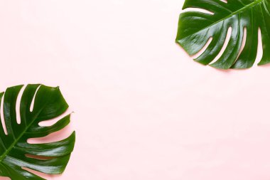 Tropikal orman üzerinde düz yüzeye peac yaprak, Monstera,