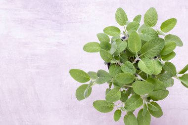 Beyaz arka plan üzerinde izole Ada çayı ot. Üstten Görünüm. Düz pat yatıyordu