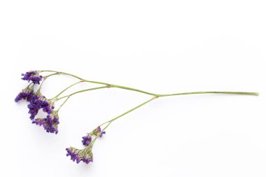 Beyaz arka planda kurumuş çiçekler. Düz yatış, üst görünüm.