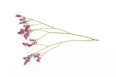 Beyaz arka planda kurumuş çiçekler. Düz yatış, üst görünüm.