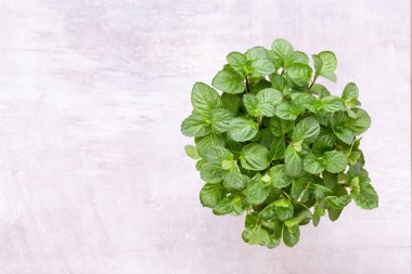 Beyaz arkaplanda izole edilmiş taze yeşil baharatlar, üst görünüm.