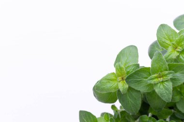 Beyaz arkaplanda izole edilmiş taze yeşil baharatlar, üst görünüm.