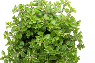 Beyaz arkaplanda izole edilmiş taze yeşil baharatlar, üst görünüm.