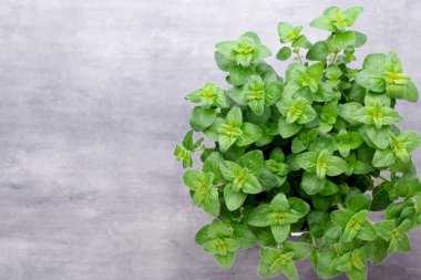 Beyaz arkaplanda izole edilmiş taze yeşil baharatlar, üst görünüm.