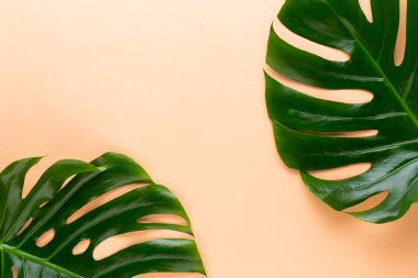 Tropikal orman üzerinde düz yüzeye peac yaprak, Monstera,