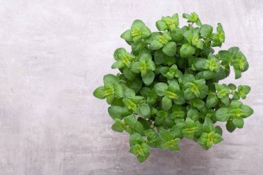 Beyaz arkaplanda izole edilmiş taze yeşil baharatlar, üst görünüm.